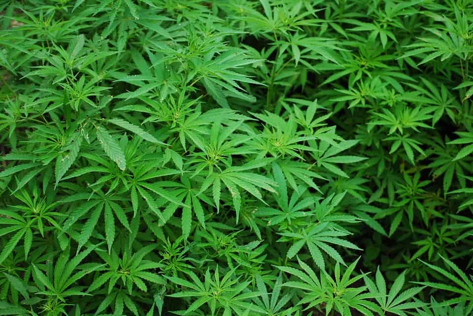 Todo lo que debes saber sobre el uso del vaporizador de marihuana